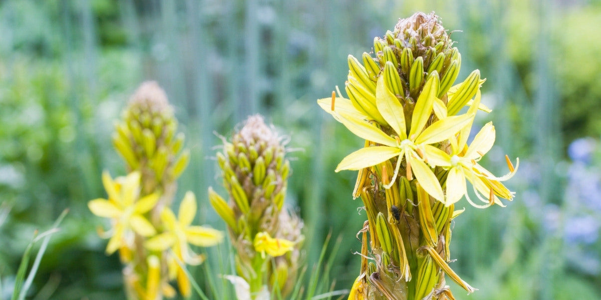 Asphodeline (Junkerlilie)