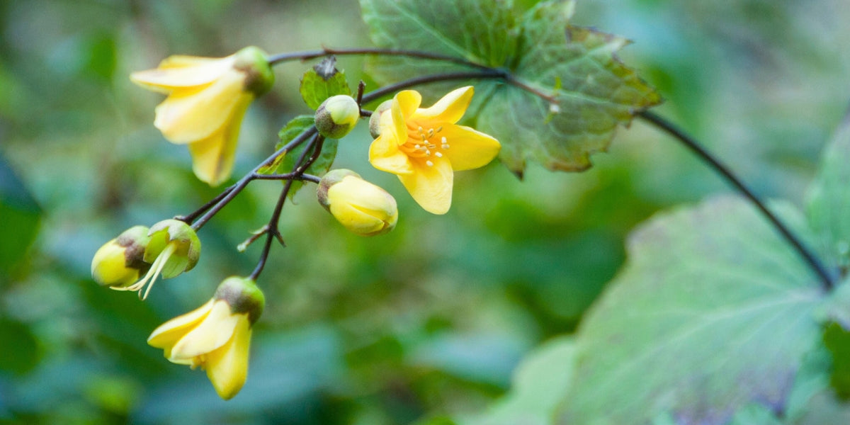 Kirengeshoma (Wachsglocke)