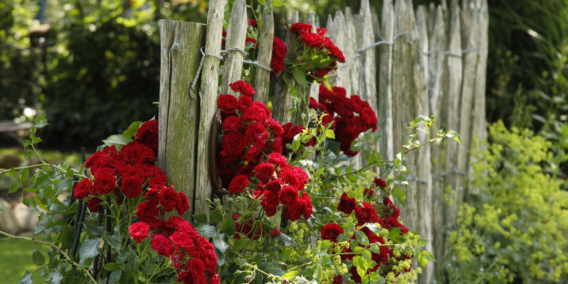 Kleine Ramblerrosen | Mini Climber-kleine Rose – großes Glück