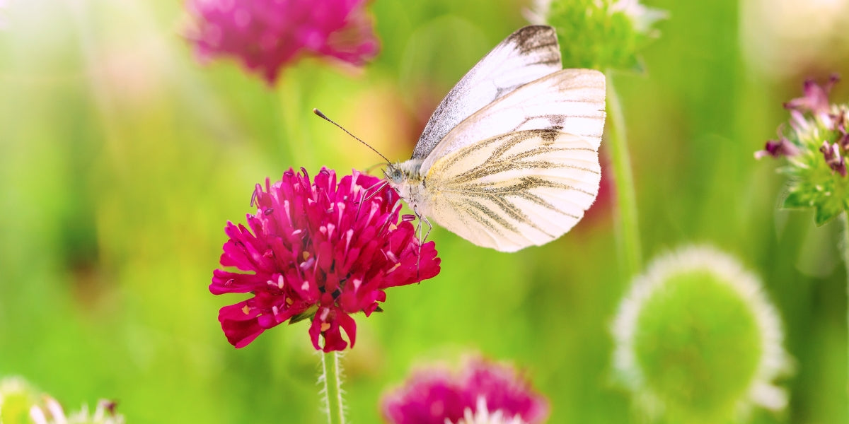 Knautia (Witwenblume)