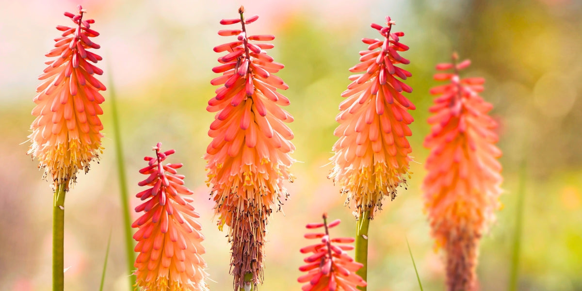 Kniphofia (Fackellilie)