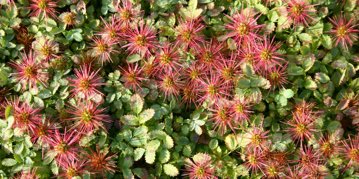 Acaena (Stachelnüsschen)