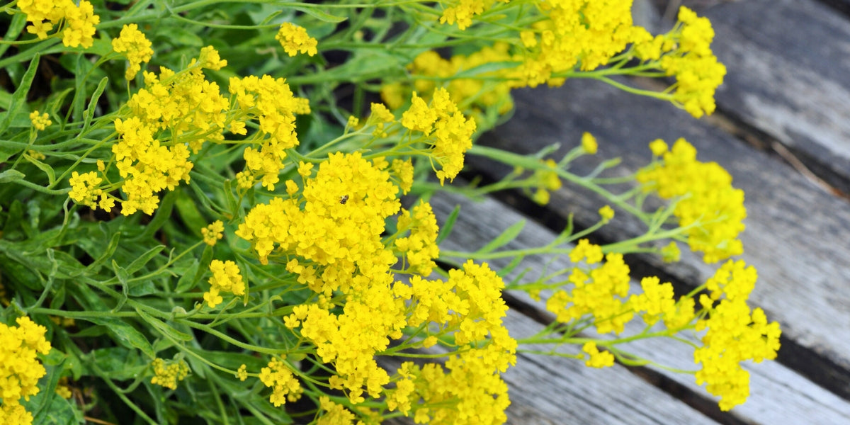 Alyssum (Steinkraut)