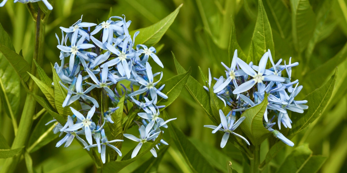 Amsonia (Blauröhrenstern)