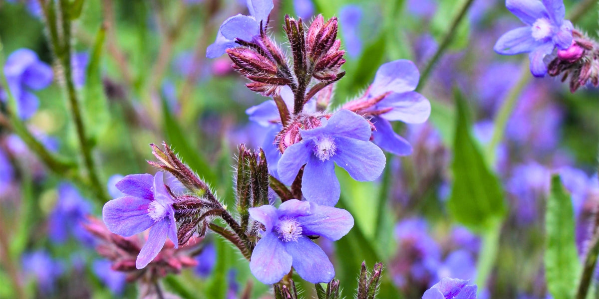Anchusa (Ochsenzunge)