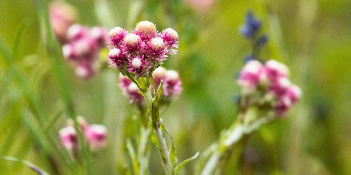 Antennaria (Katzenpfötchen)