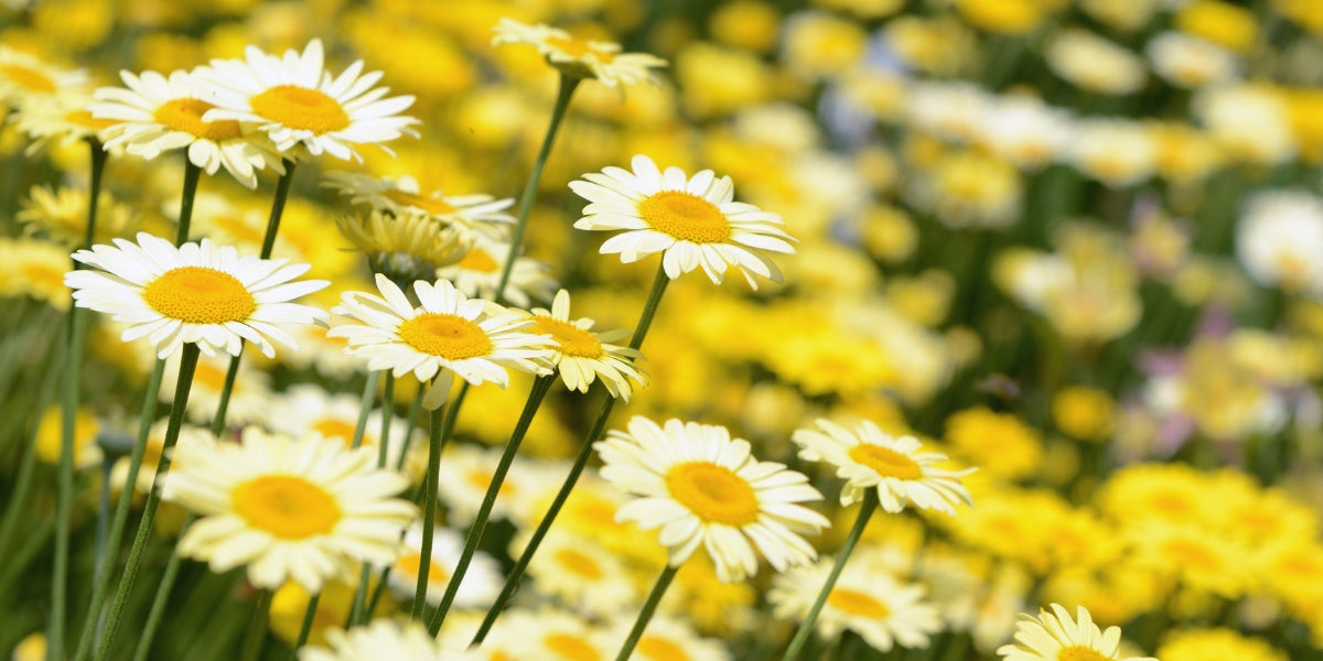 Anthemis (Färberkamille)