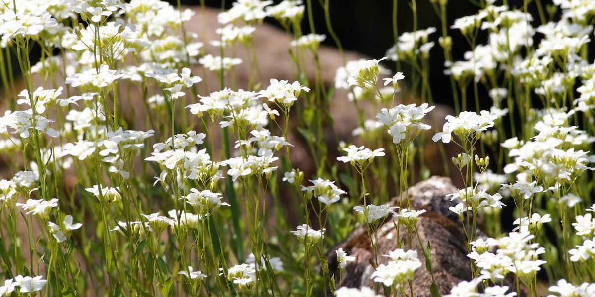 Arabis (Gänsekresse)