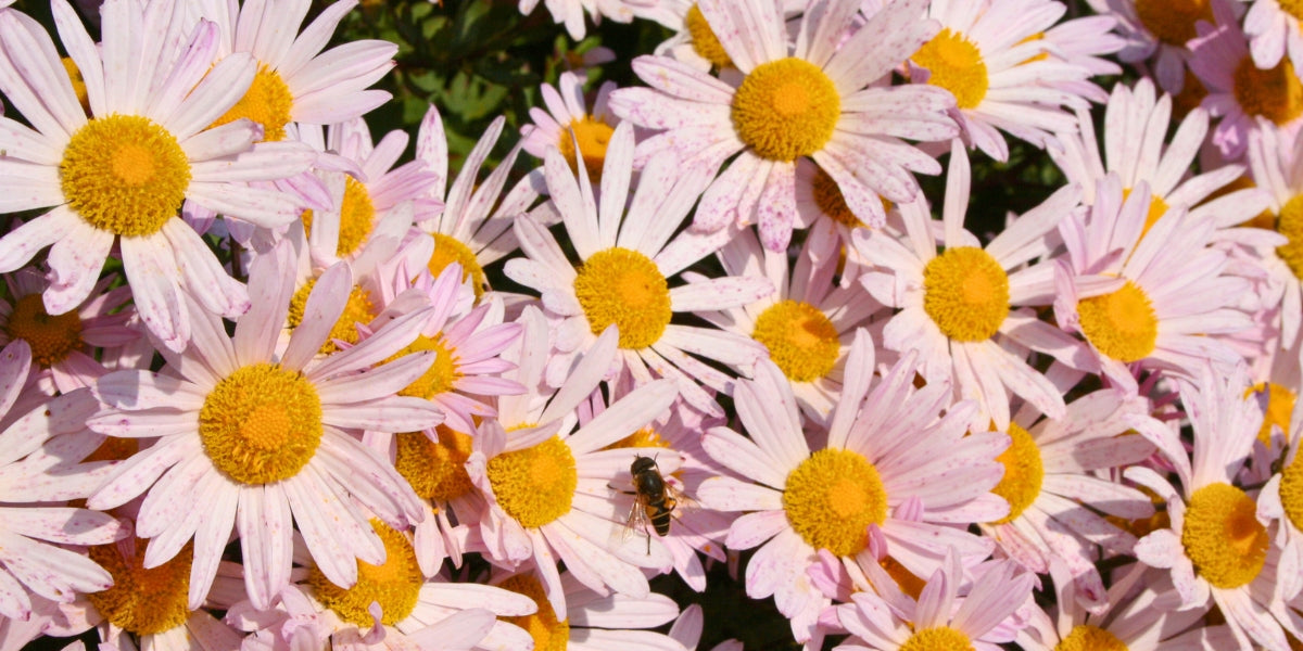 Arctanthemum (Nordlandmargerite)