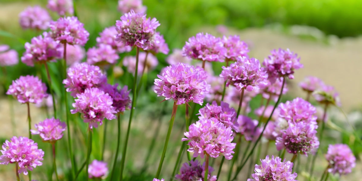 Armeria (Strandnelke) – Gräfin von Zeppelin