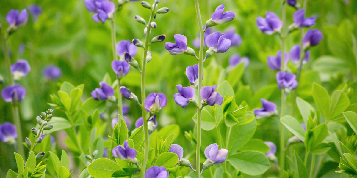 Baptisia (Färberhülse)