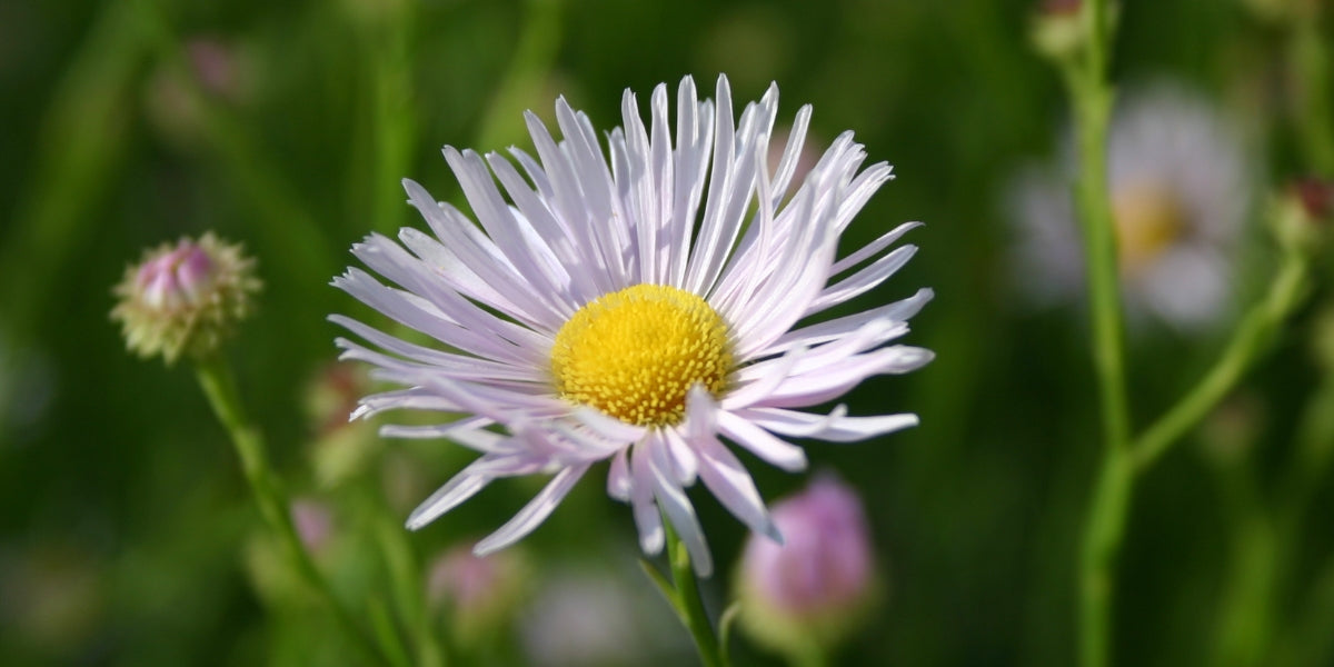 Boltonia (Sternwolkenaster)
