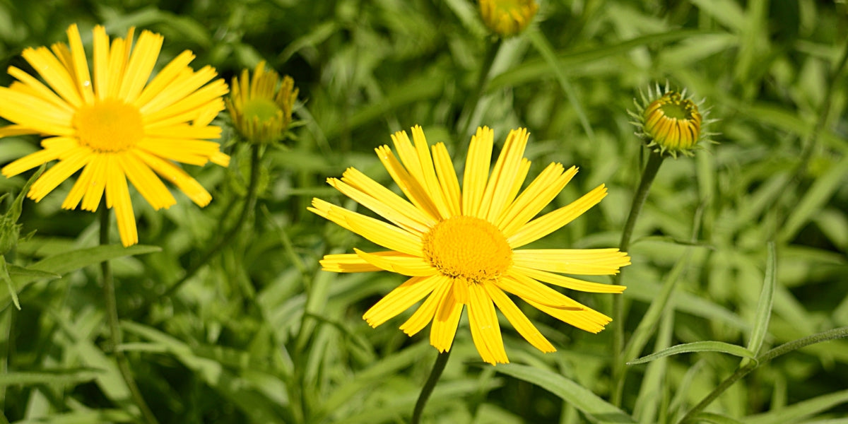 Buphtalmum (Ochsenauge)