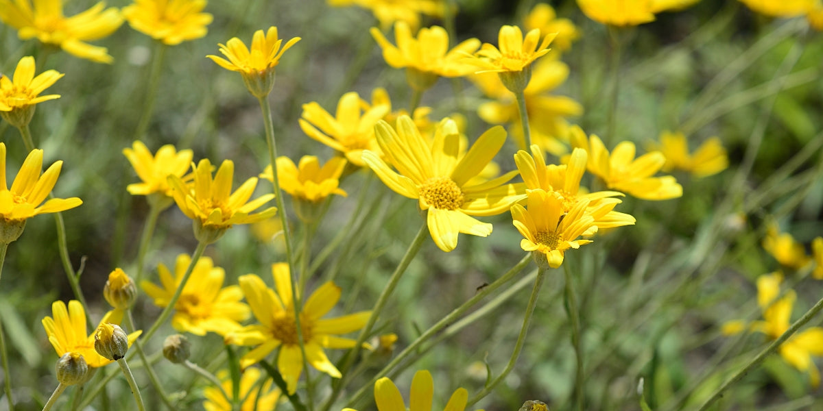 Eriophyllum (Wüstengoldaster)