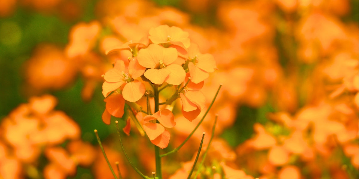 Erysimum (Goldlack)