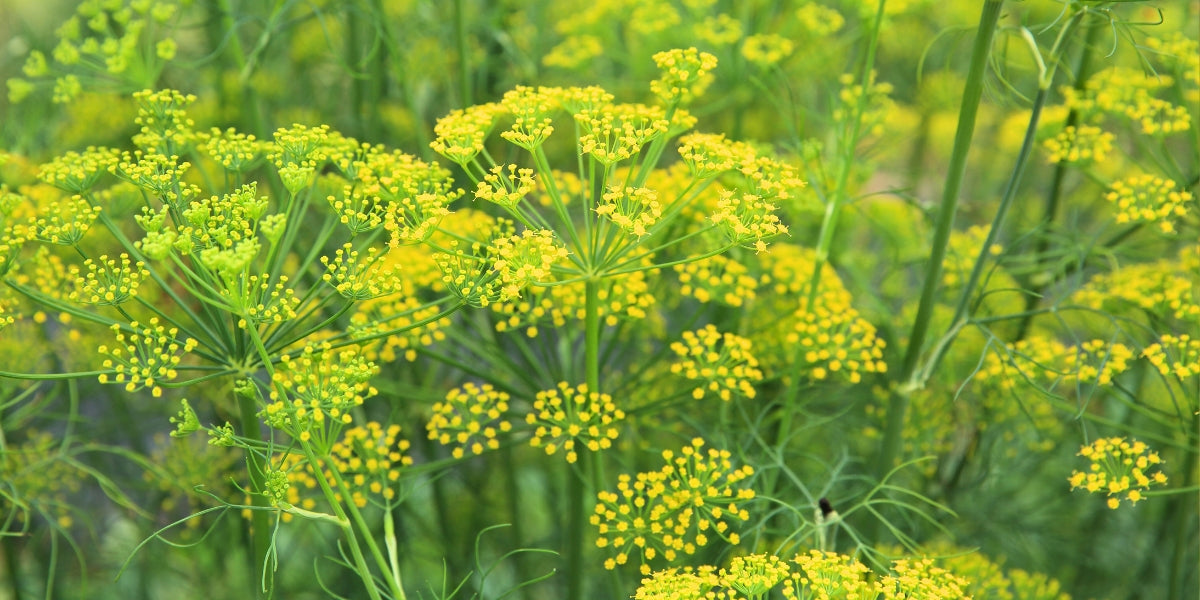 Foeniculum (Fenchel)