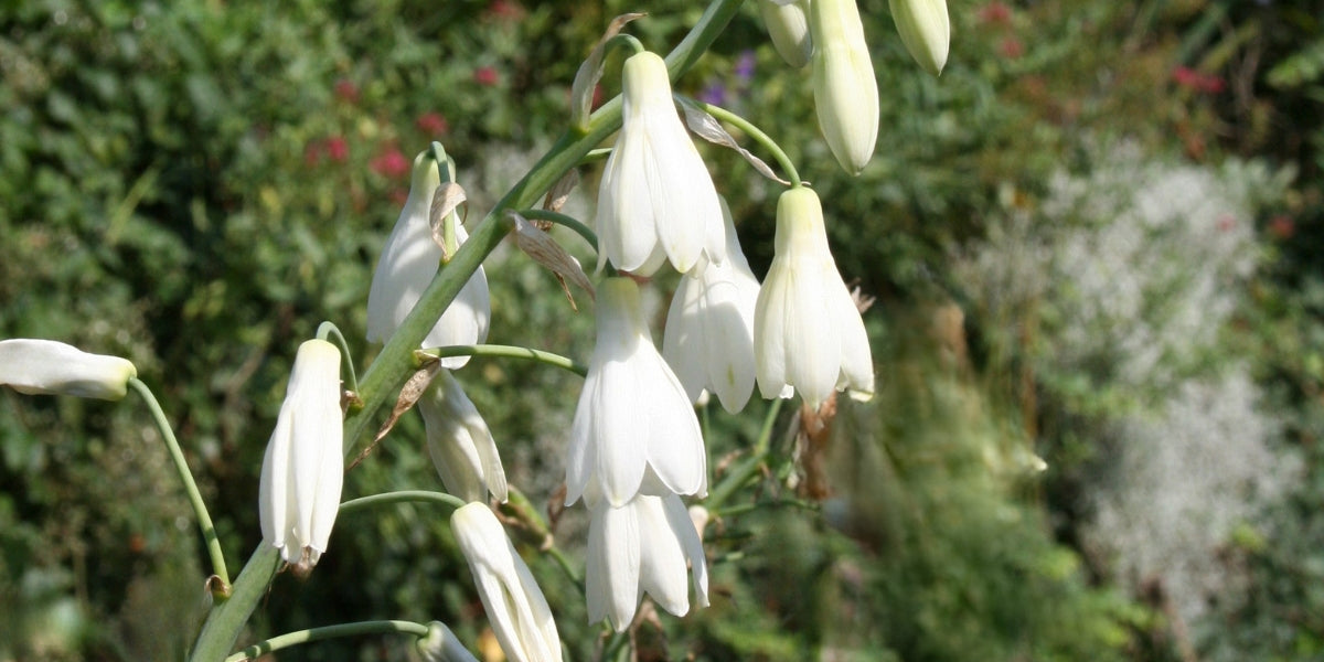 Galtonia (Sommerhyazinthe)