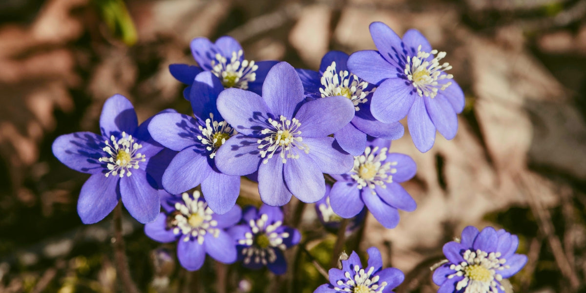 Hepatica (Leberblümchen)