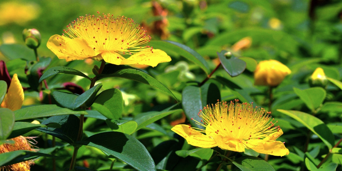 Hypericum (Johanniskraut)