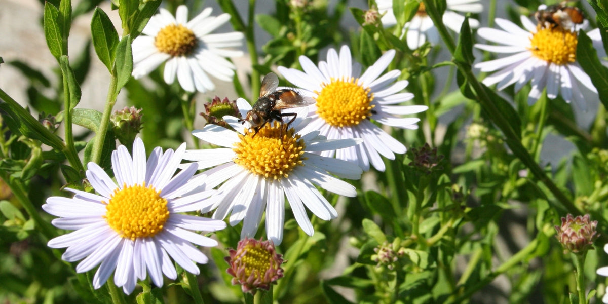 Kalimeris (Schönaster)