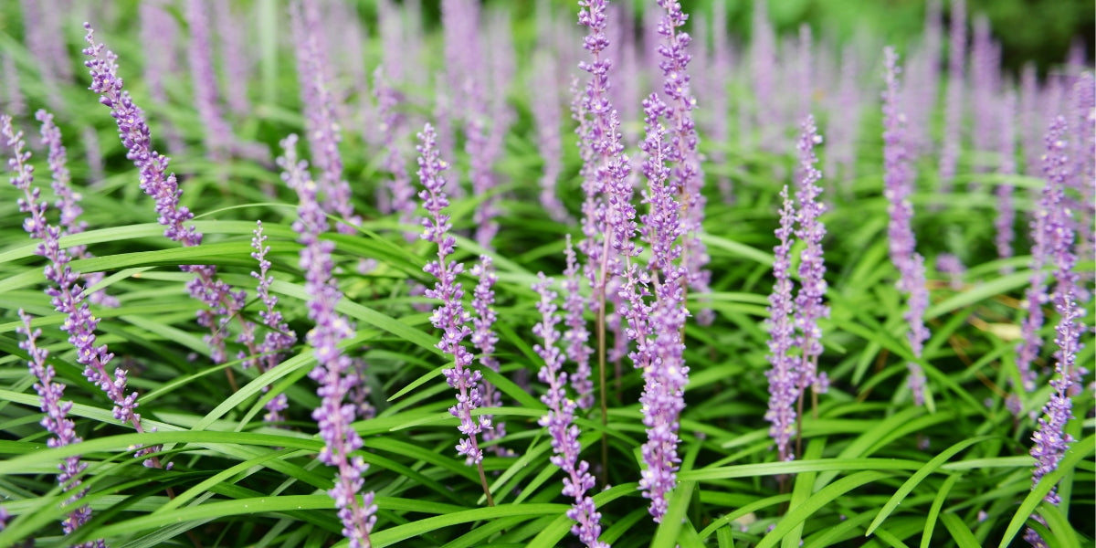Liriope (Lilientraube)