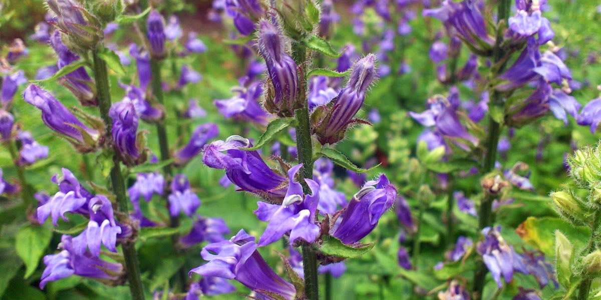 Lobelia (Lobelie)