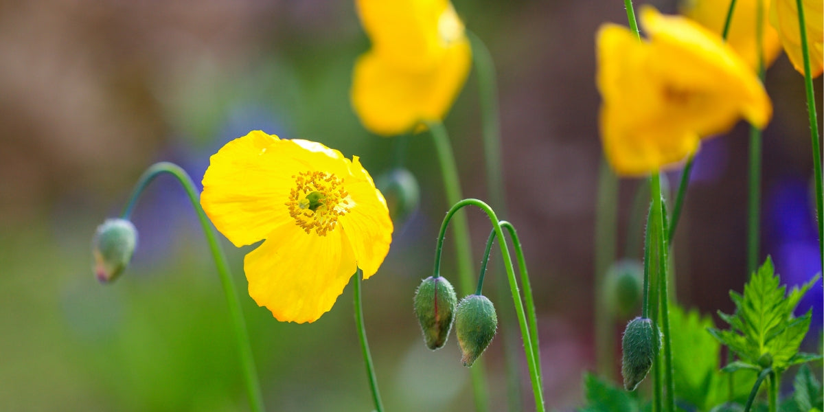 Meconopsis (Scheinmohn)