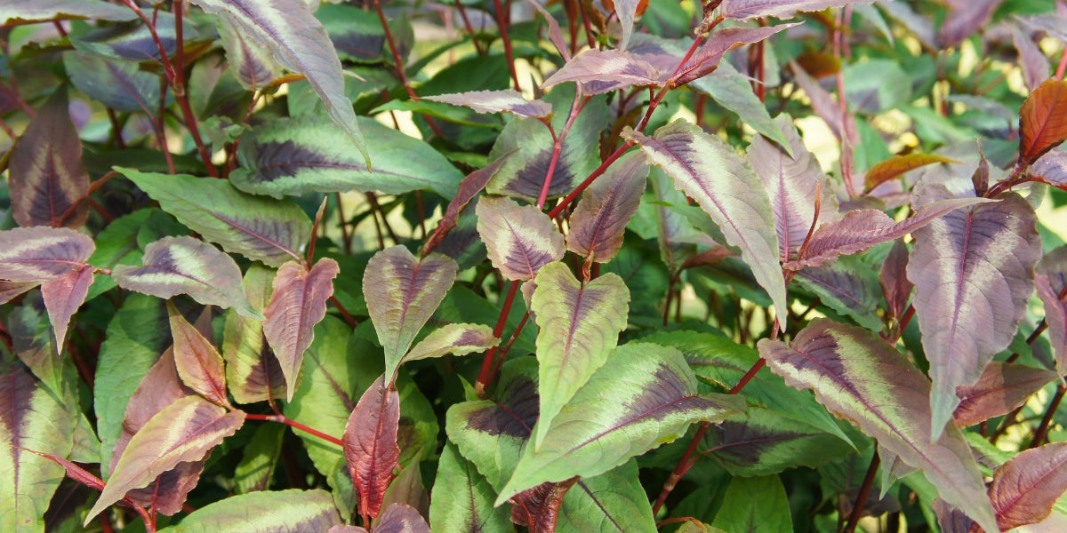 Persicaria (Knöterich)