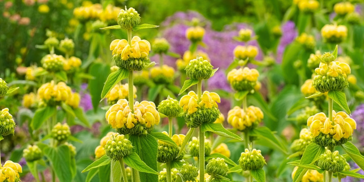 Phlomis (Brandkraut)