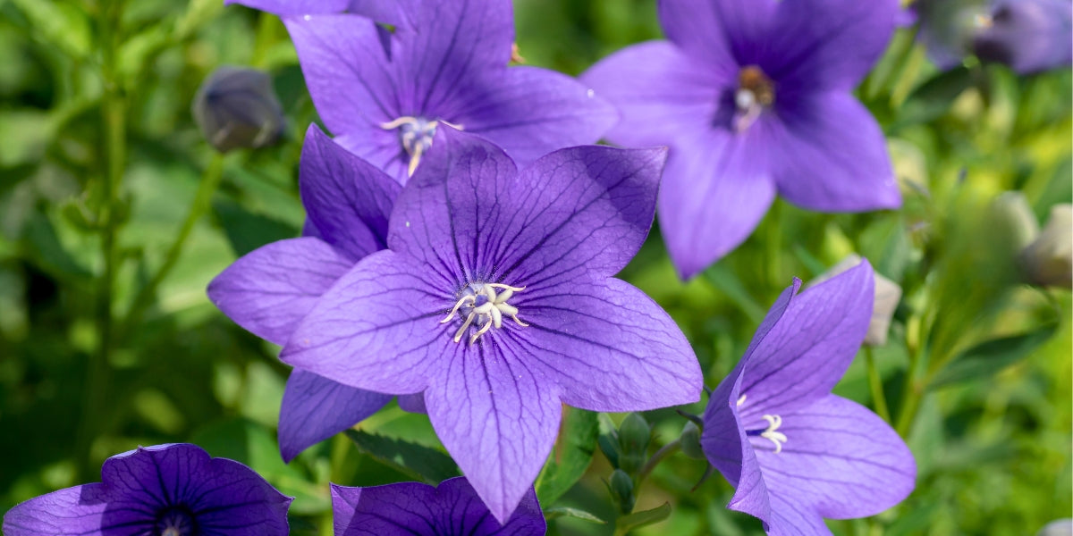 Platycodon (Ballonblume)