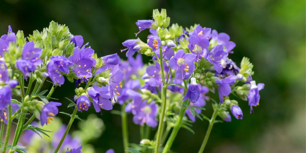 Polemonium (Jakobsleiter)