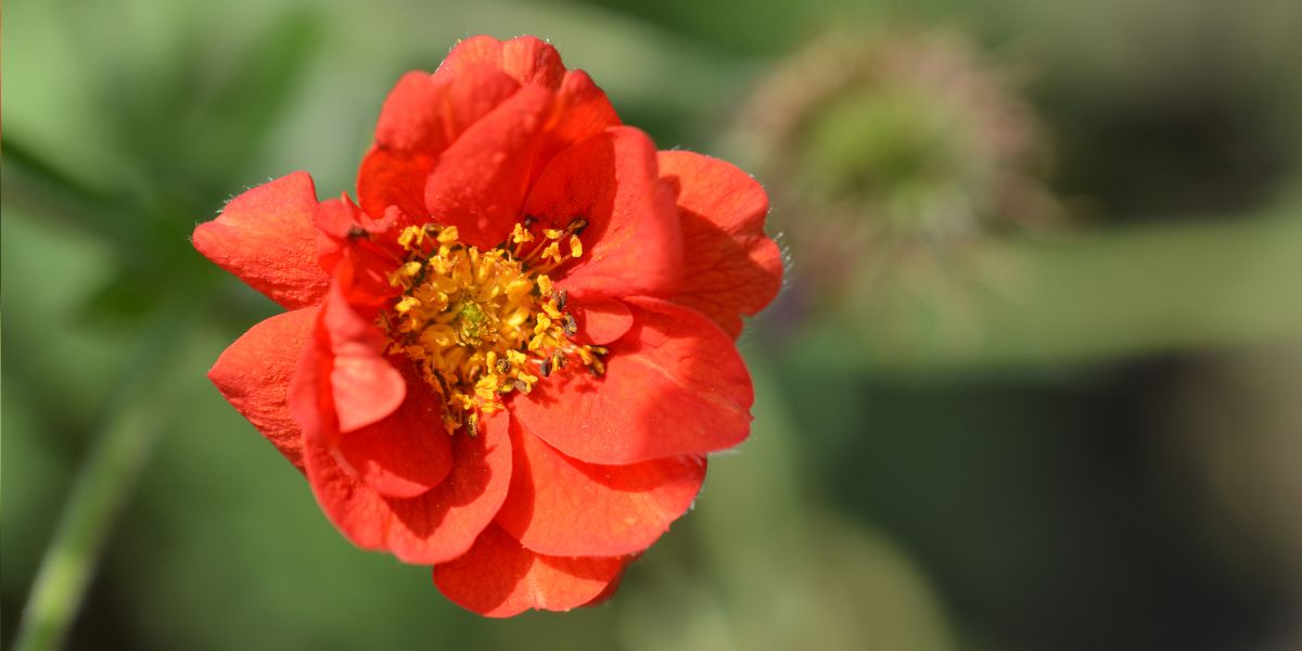 Potentilla (Fingerkraut)
