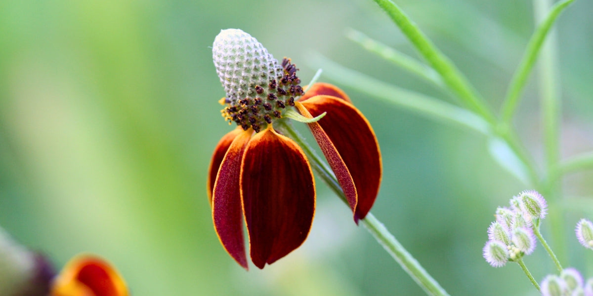 Ratibida (Präriesonnenhut)