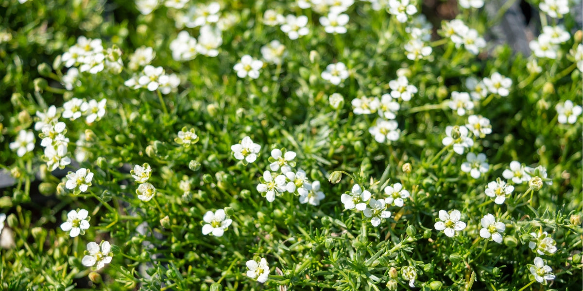 erdbeeren saatgut gewinnen Erdbeeren Samen main image 0