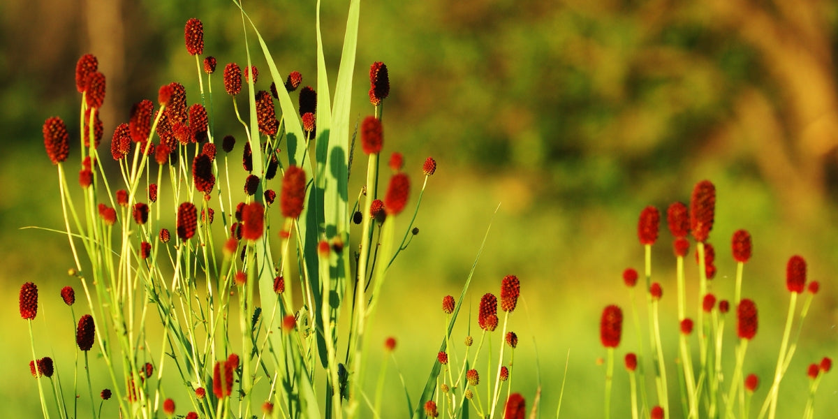 Sanguisorba (Wiesenknopf)