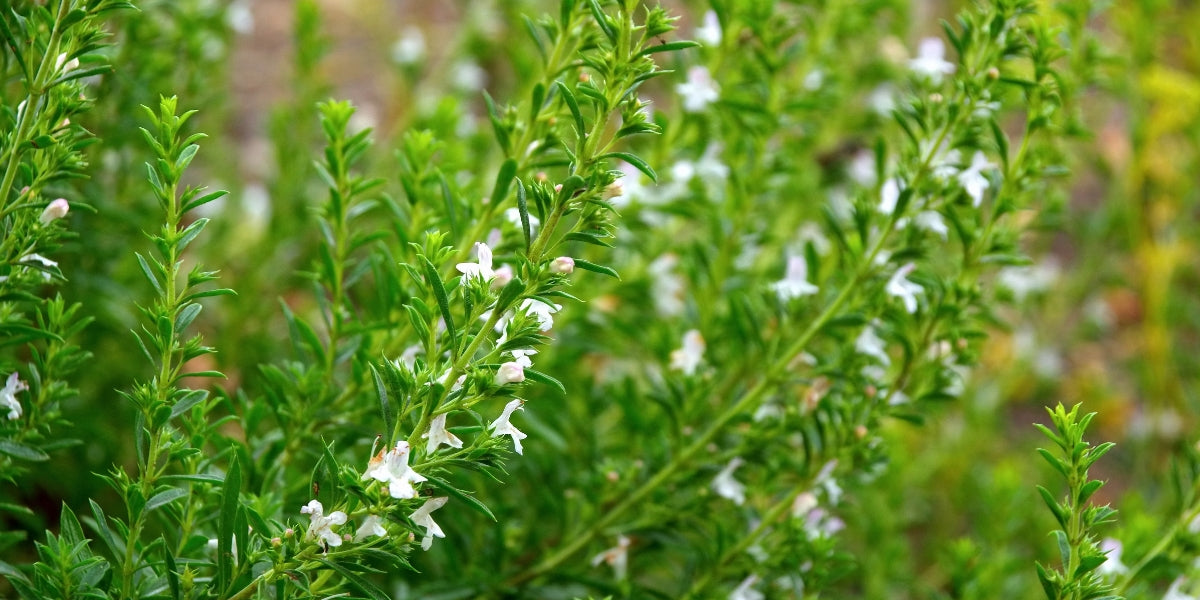 Satureja (Bohnenkraut)