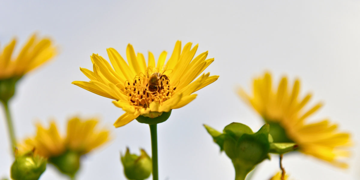 Silphium (Becherpflanze)