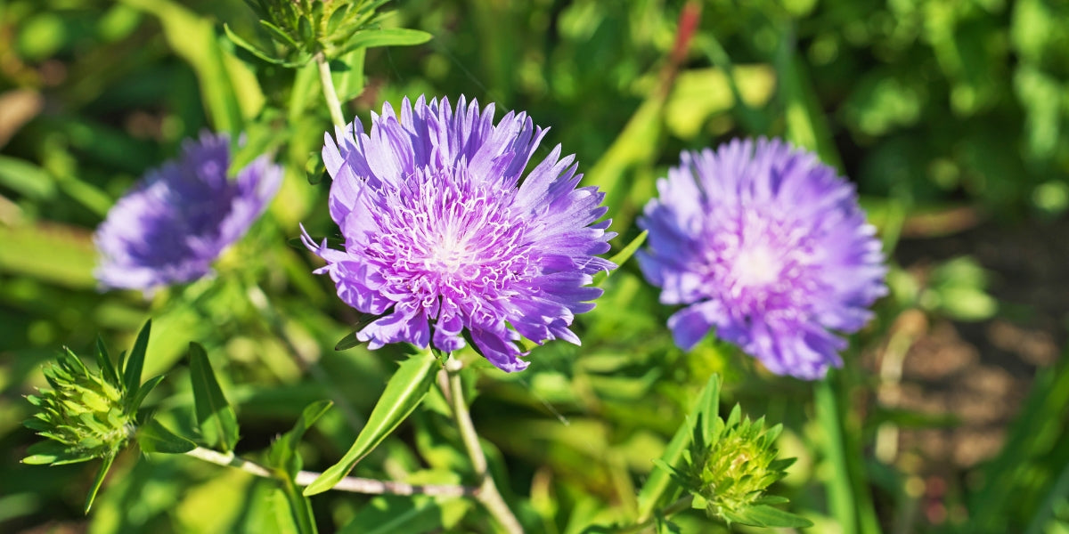Stokesia (Kornblumenaster)