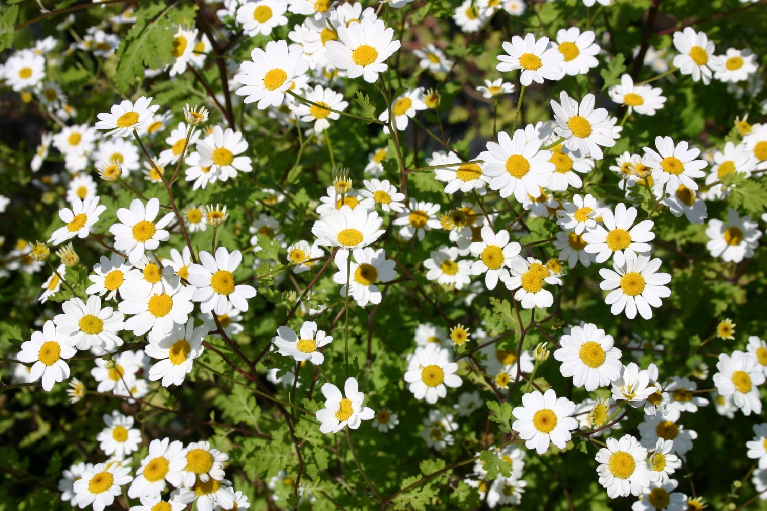 Tanacetum (Mutterkraut)