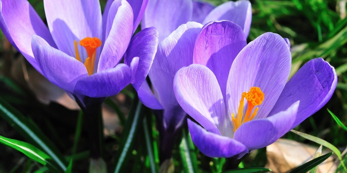 Crocus (Krokus)
