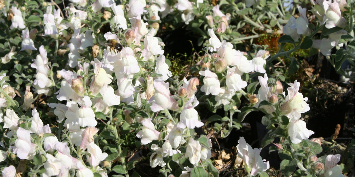 Antirrhinum (Löwenmäulchen)