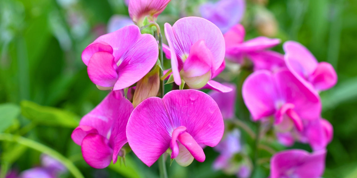 Lathyrus (Stauden-Wicken)