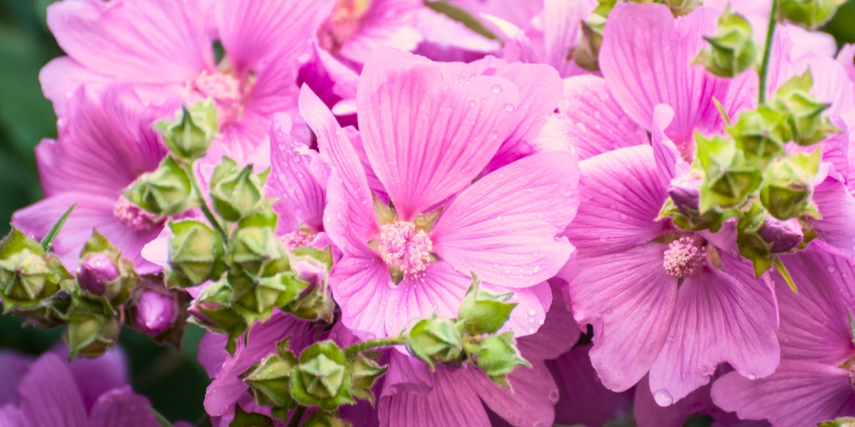 Lavatera (Buschmalven)