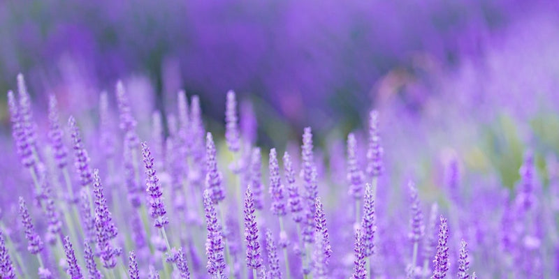 Lavandula (Lavendel)-Sehnsuchtsort der mediterranen Welt