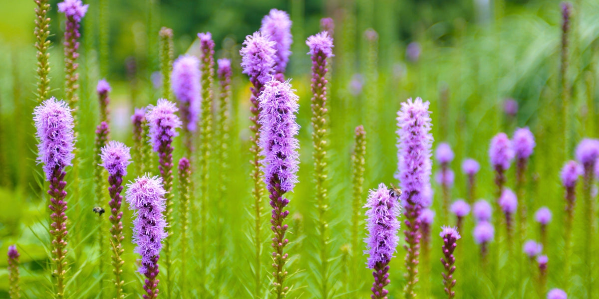 Liatris (Prachtscharten)