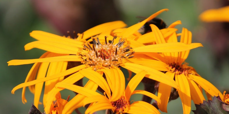 Ligularia (Kreuzkraut)-Blattschmuckstauden mit goldgelben Blüten