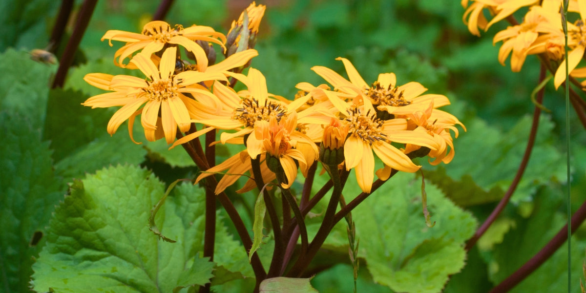 Ligularia (Kreuzkraut)