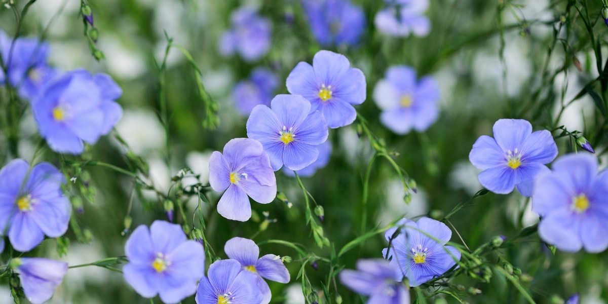 Linum (Lein)