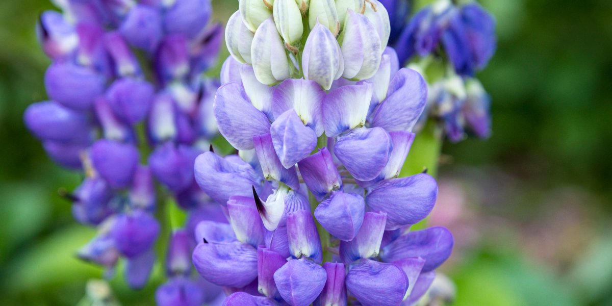 Lupinus (Lupinen)