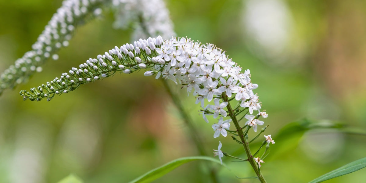 Lysimachia (Felberich)